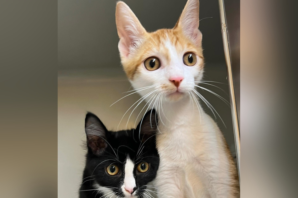 Das Katzen-Duo Waltraud und Waldemar wurde in einem Pappkarton gefunden.