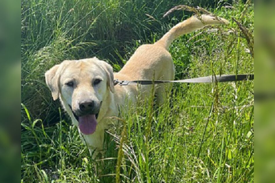 Kangal-Rüde Kenny ist am 11. Mai 2019 geboren und damit gerade einmal fünf Jahre alt.