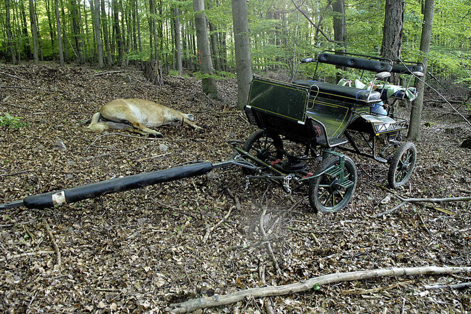 Bei Nünchritz ist ein Pferd infolge eines Kutschunfalls gestorben. Die Frau hinter den Zügeln wurde schwer verletzt. (Symbolfoto)