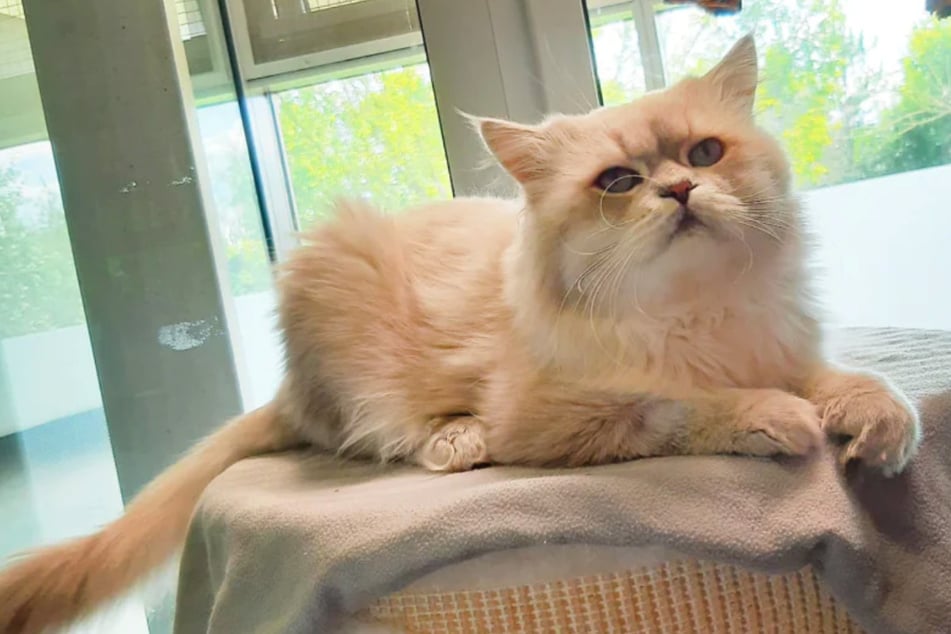 El querido gato no había tenido una vida fácil hasta ahora.