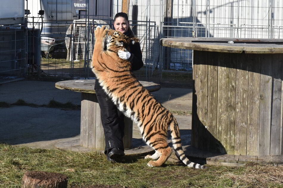 Carmen Zander (52) sorgte im Mai bei Leipzig für Schlagzeilen, als einer ihrer Tiger ausbüxte.