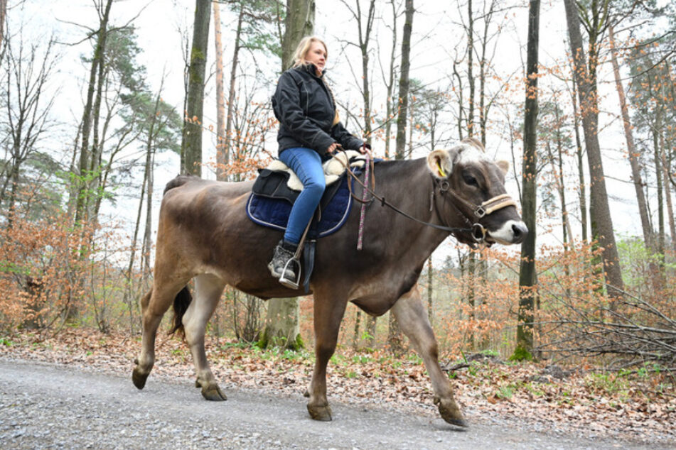 Laura Runkle, 22, rides her cow Molly through a forest on her farm near Grosbouttoire.  She has many cows that she can give horse riding trips with.