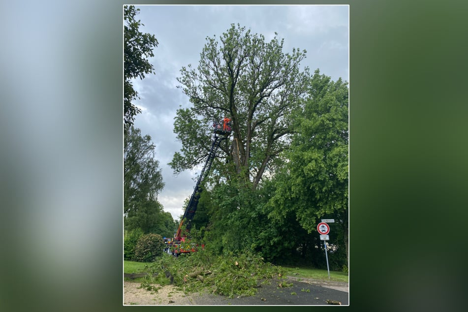 Der über 100 Jahre alte Baum musste mit einer Drehleiter Stück für Stück abgesägt werden.
