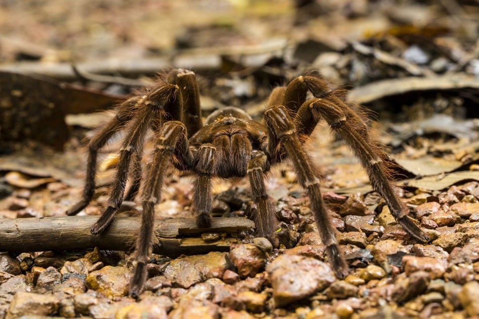 In freier Wildbahn ist die größte Spinne der Welt nicht in Europa anzutreffen.