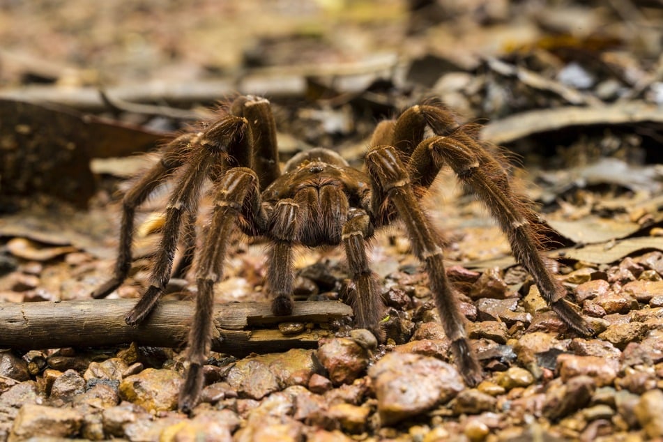 In freier Wildbahn ist die Goliath-Vogelspinne nicht in Europa anzutreffen.