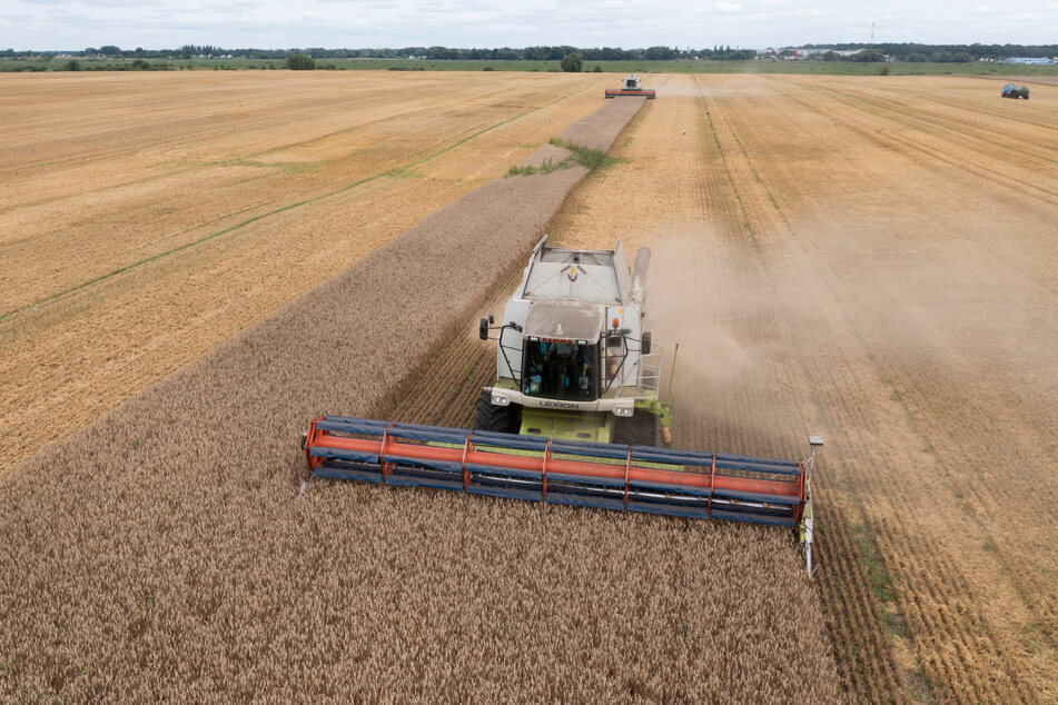 Ukrainischer Weizen darf in der Slowakei vorerst nicht mehr verkauft werden. Die Behörden stellten eine erhöhte Pestizid-Belastung fest.