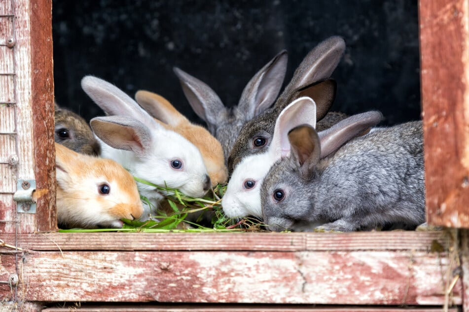 Der Jahrmarkt für Kinder bietet vieles zu entdecken - so auch eine Kaninchen-Schau. (Symbolbild)