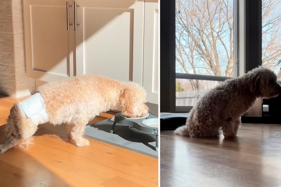 Innerhalb weniger Stunden verschlechterte sich Tyrions Zustand, bis der Hund schließlich gelähmt war.