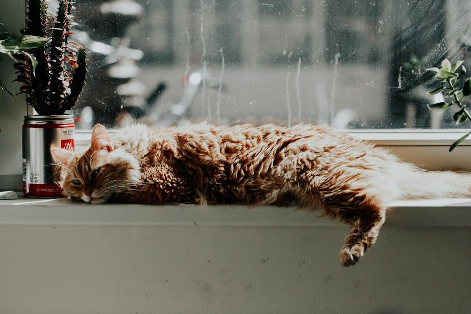 Das Fensterbrett ist für Katzen ein guter Liegeplatz mit Sicht ins Freie sowie in die Wohnung. Katzenhalter können ihrer Mieze dort Platz freiräumen und eventuell noch eine Decke hinlegen.