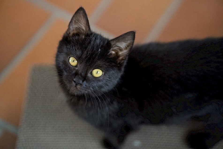 Schronisko w Troisdorf szuka kochających domów dla swoich podopiecznych.