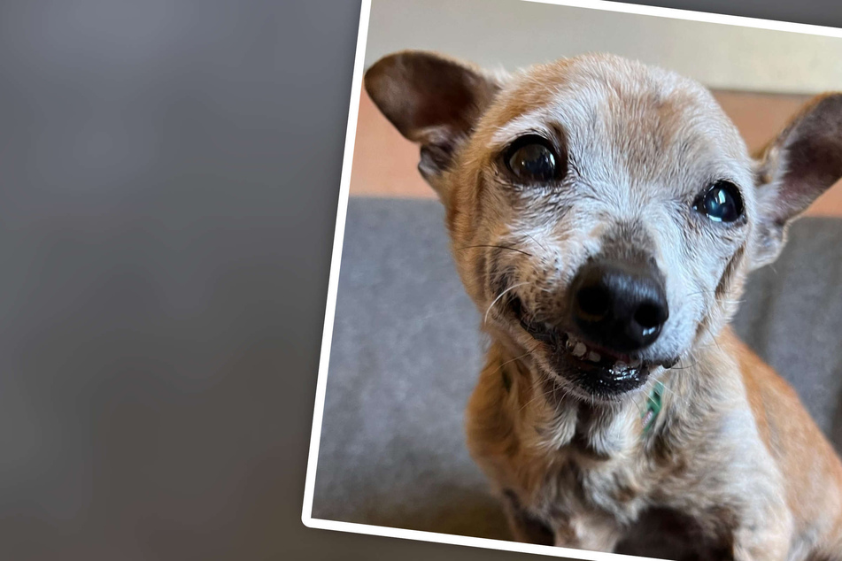 Hunde-Opa verlor sein Zuhause, weil sein Besitzer krank wurde: Dann wendet sich das Schicksal