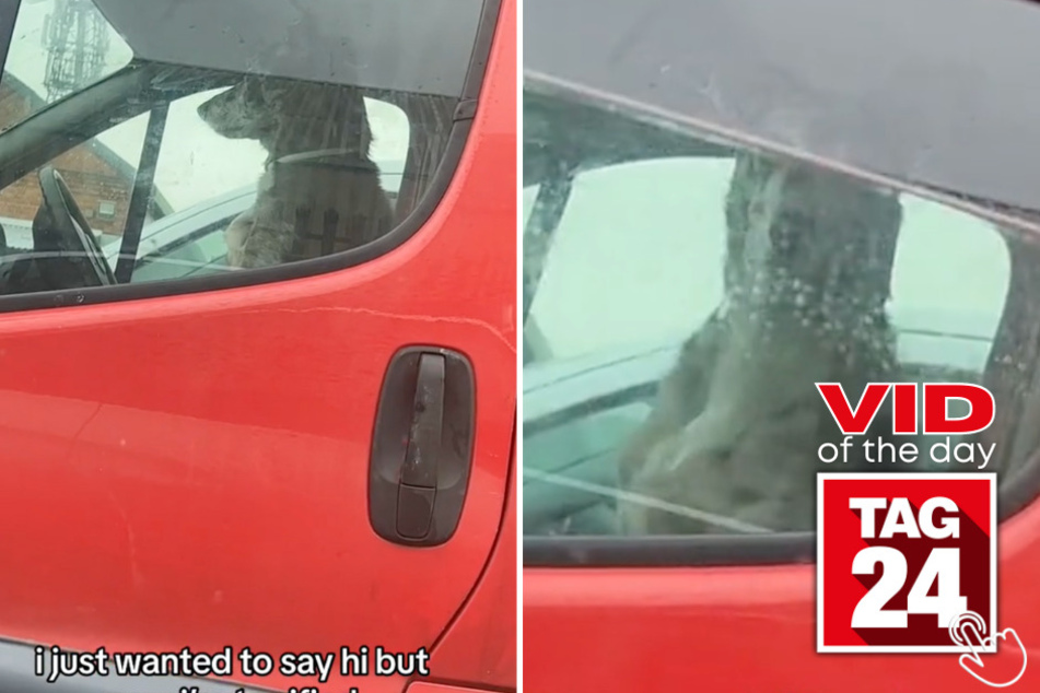 In today's Viral Video of the Day, a creepy dog sitting in the driver's seat of a truck scares a woman parked directly to the side.