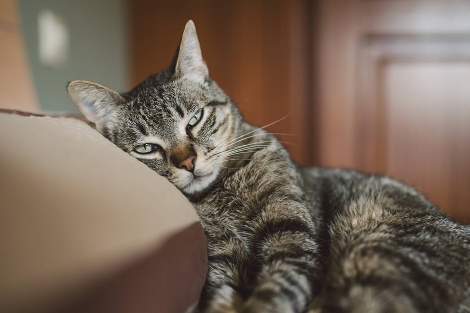 Der Wunsch von Lea Smitz: "Eine Gesellschaft, die jedes einzelne Tier als fühlendes Wesen anerkennt."