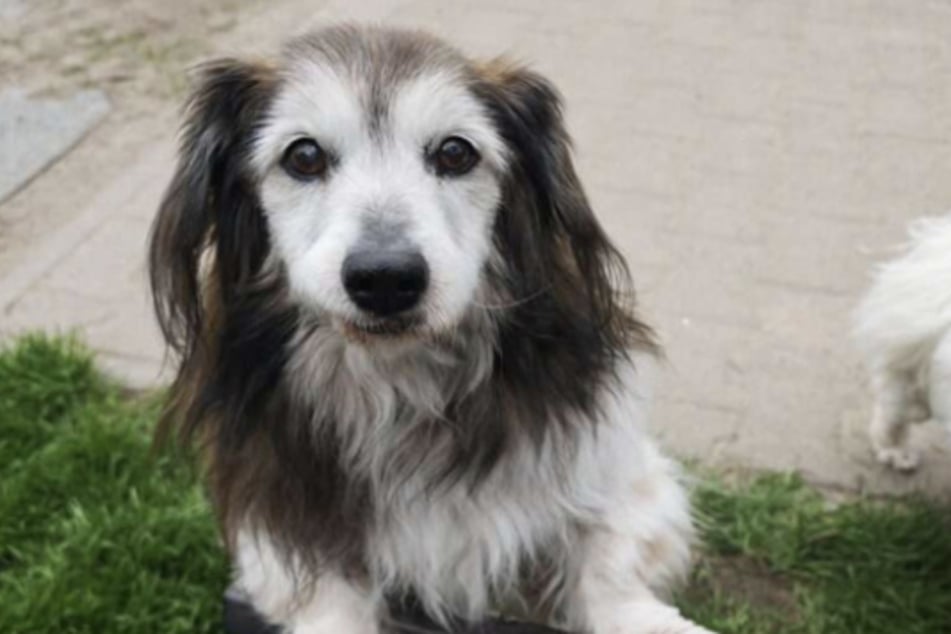 Der älteste Bewohner des Tierheims, Dackel-Mischling Mikita, wartet sehnsüchtig auf ein Zuhause.
