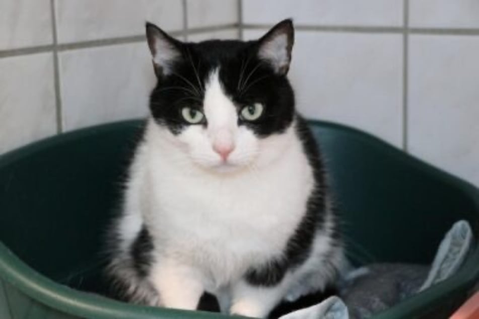 Rudi (schwarz-weiß) zeigt sich besonders verschmust und anhänglich.