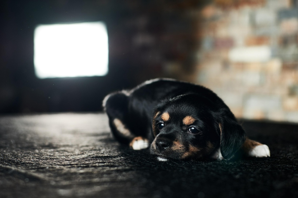 Wenn Hunde fernsehen, suchen sie manchmal nur die Nähe und Aufmerksamkeit ihres Besitzers.