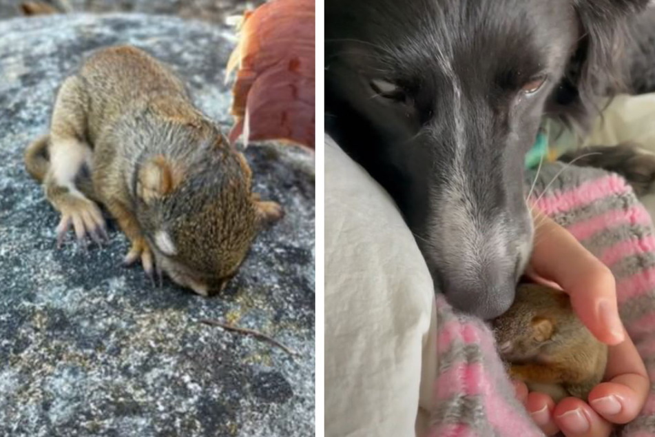 Baby-Eichhörnchen Alvin war geschwächt, als ihn Border Collie Berlin fand.