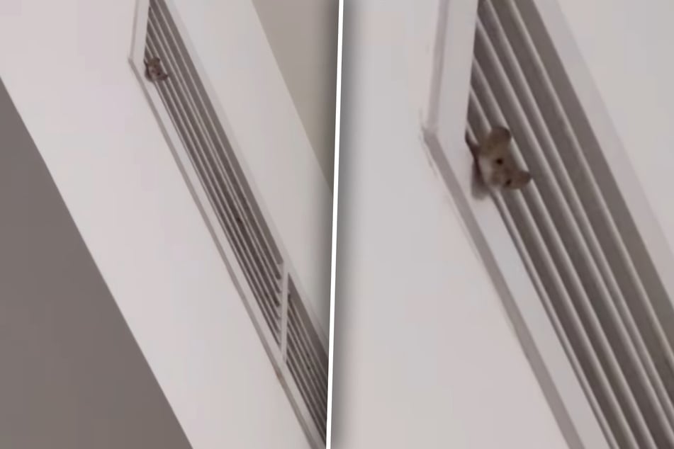 Wer lugt denn da durch den Lüftungsschlitz?