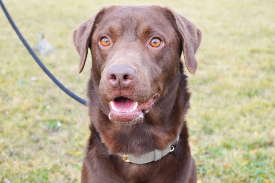 Schoko (3) to przepiękne połączenie labradora i golden retrievera.