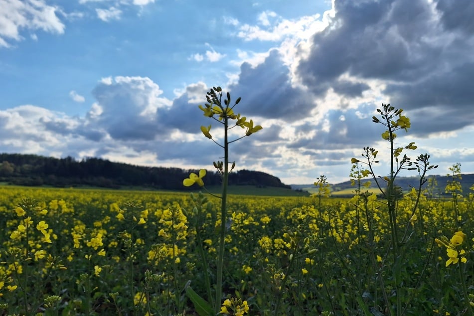 Für Sonntag wurde auch wieder zeitweise Sonnenschein vorhergesagt. (Symbolbild)