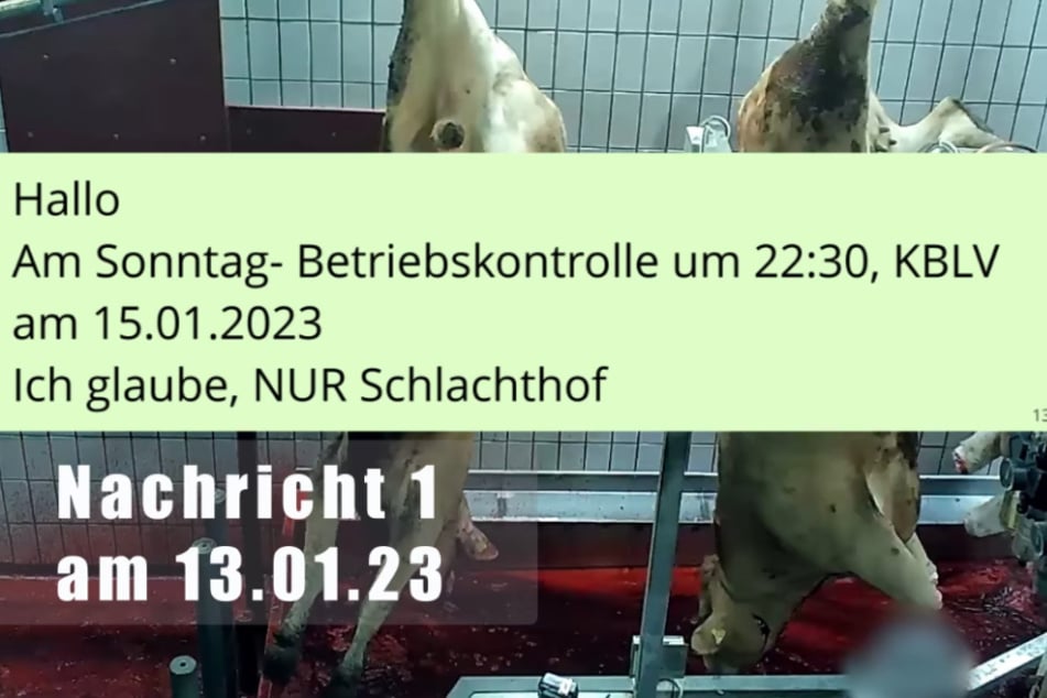 Angeblich sollen amtliche Veterinäre nicht nur vor Ort weggesehen, sondern auch eigentlich unangekündigte Kontrolle vorab verraten haben.