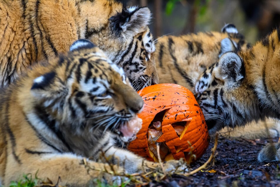 Die Tiere im Zoo Magdeburg freuen sich über einen Besuch.