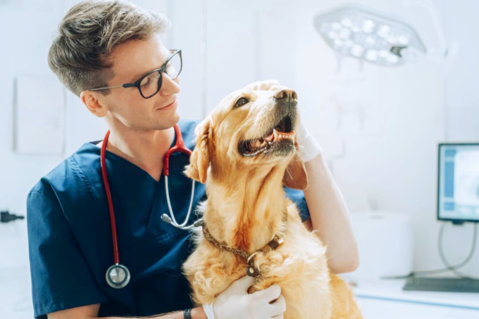 Help your furry friends stay healthy with these Chewy products