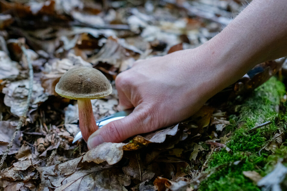 Pilzsammlerin stürzt im Wald und verklagt Besitzer auf 40.000 Schmerzensgeld