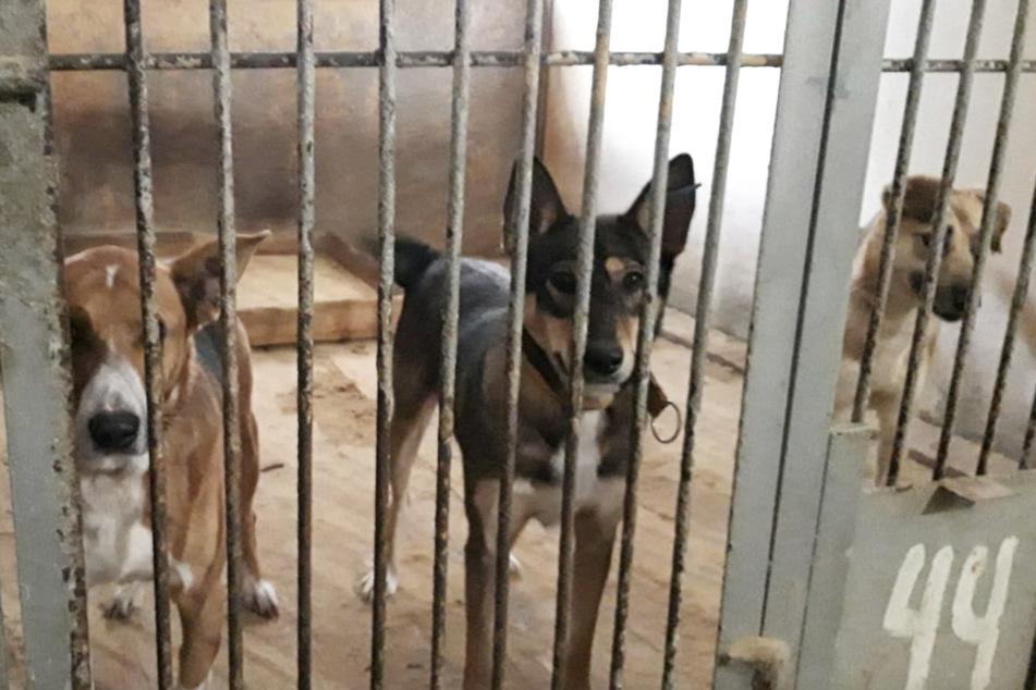 Hunderte Hunde und Dutzende Katzen sollen im Tierheim Borodyanka zurückgelassen worden sein – vermutlich sind viele von ihnen mittlerweile tot.