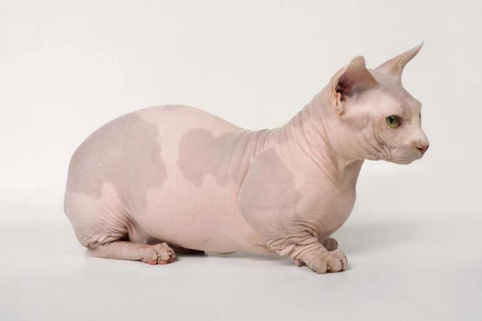 Bambino cats are hairless, but extraordinary in their own ways.