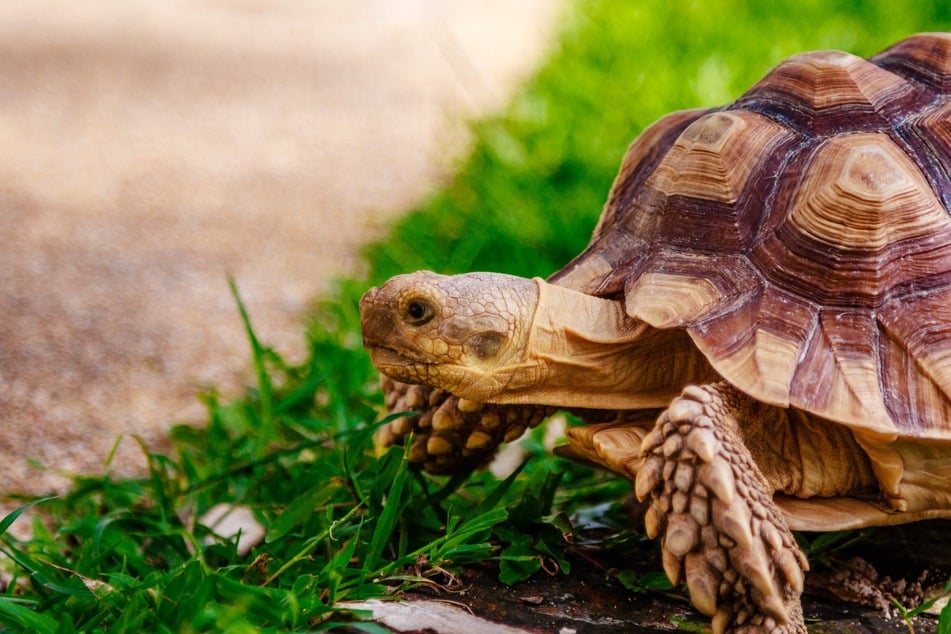 Bei dieser Schildkröte ist eine deutliche Höckerbildung sichtbar.