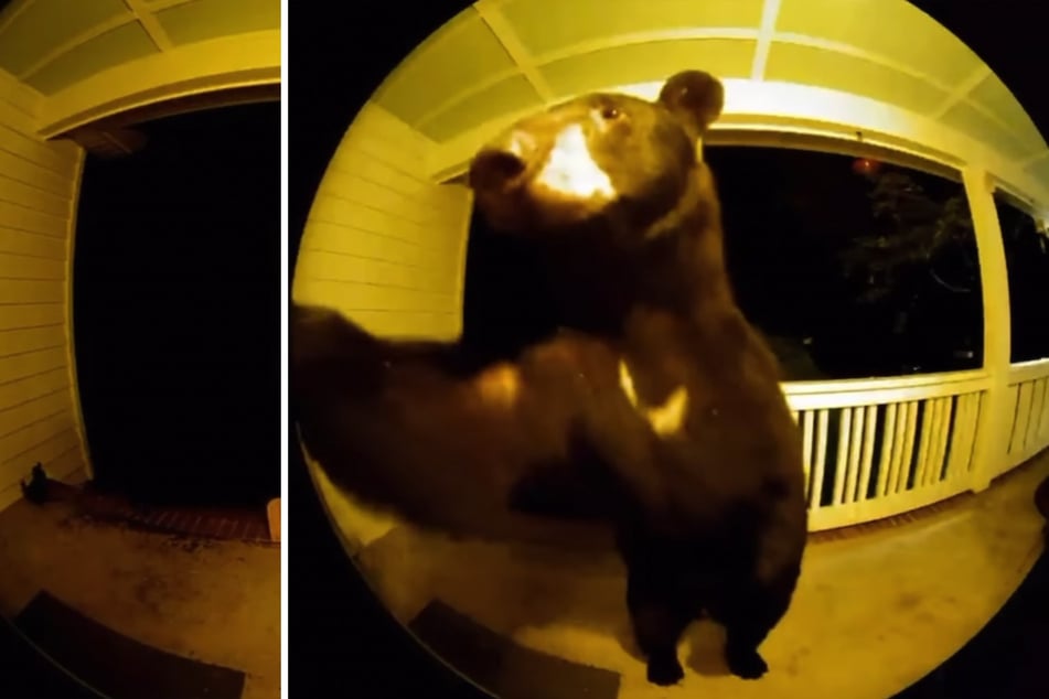 Die Überwachungskamera an der Haustür filmte den großen Schwarzbären.