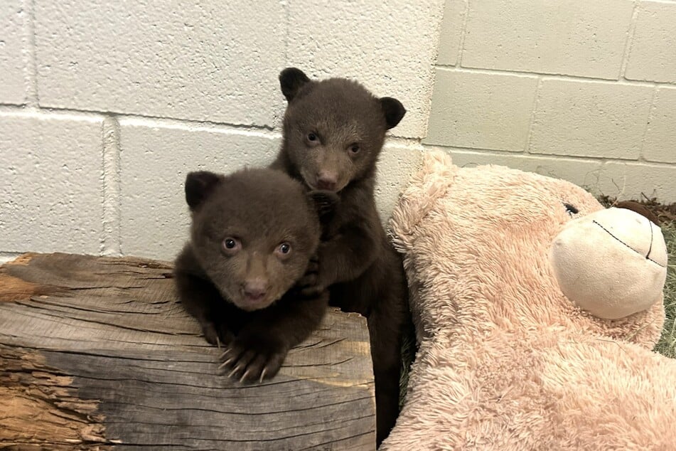 Po śmierci matki bliźniaki niedźwiedzie muszą radzić sobie same.