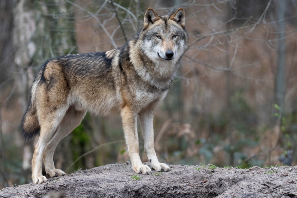 In der Gegend um Greifenstein hat sich ein Wolfsrudel etabliert. (Archivfoto)