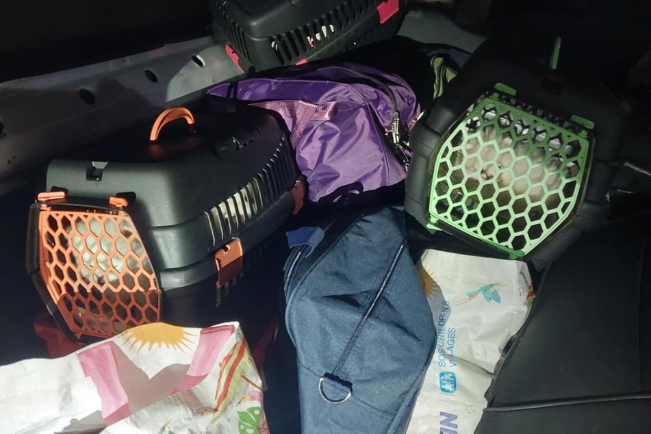 Die Tierboxen wurden im Kofferraum gefunden.