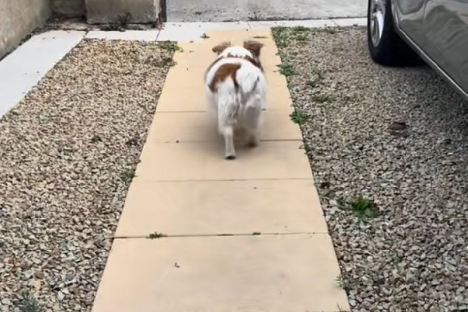 After his sweet interaction with the neighbors, Oscar the dog heads home again with his treat secured.