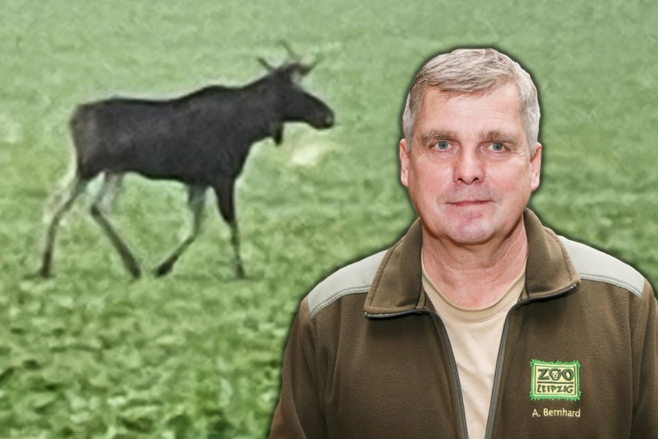 Elch-Jagd an sächsischen Autobahnen? Leipziger Chef-Tierarzt blickt auf 30 Jahre Zoo zurück
