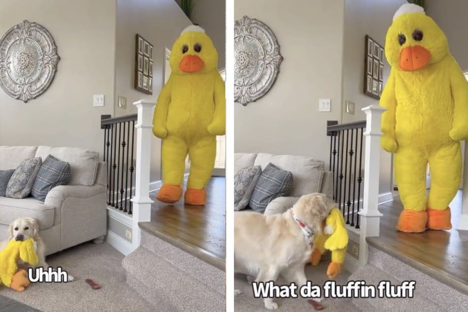 The moment Charlie the golden retriever gets his biggest surprise yet.