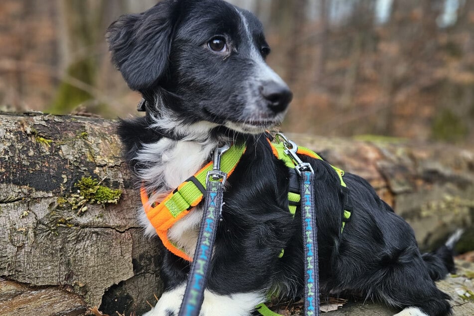 Theo ist sehr lernwillig und das Hunde-ABC sicherlich schnell meistern.