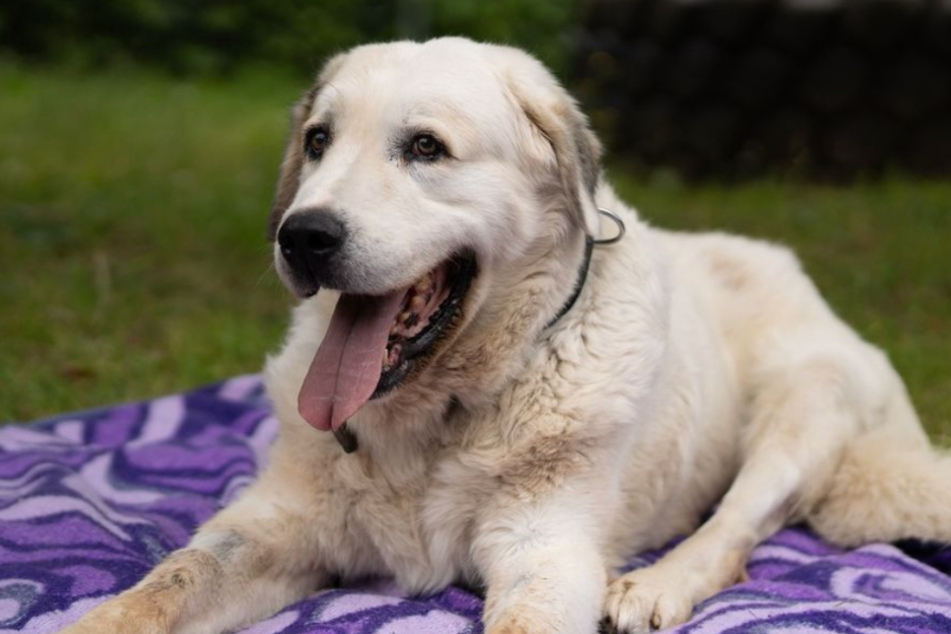 Hund Yuki ist zwölf Jahre alt und sucht einen liebevollen Hospizplatz.