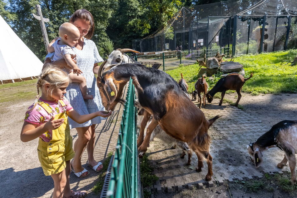 Der Amerika Tierpark erlebt im Frühling nach den Corona-Maßnahmen einen großen Andrang. Füttern macht Spaß: Das wissen Julia Möller (32), Leni (5), Emmi (1) - und vor allem die Ziegen.