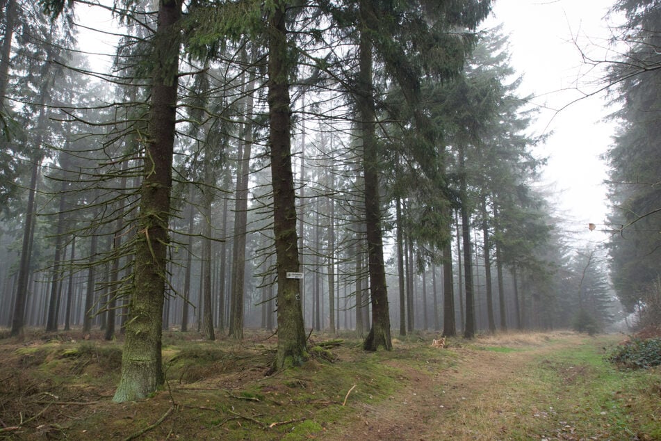 Die Pilzsammlerin war am Samstag in einem Wald bei Willebadessen (Kreis Höxter) unterwegs, als sie unter dem Baum eingeklemmt wurde. (Archivbild)
