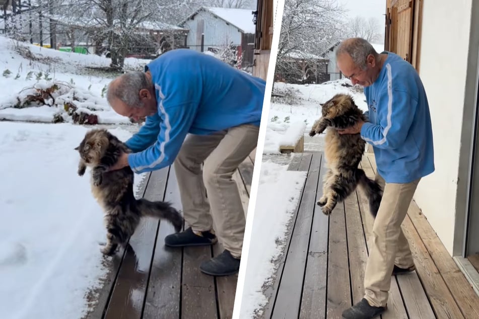 Als die Sibirische Katze in den Schnee gesetzt wurde, zeigte sie umgehend eine Reaktion.