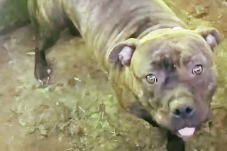 Dog abandoned in dumpster breaks hearts online: "It was so hot in there"