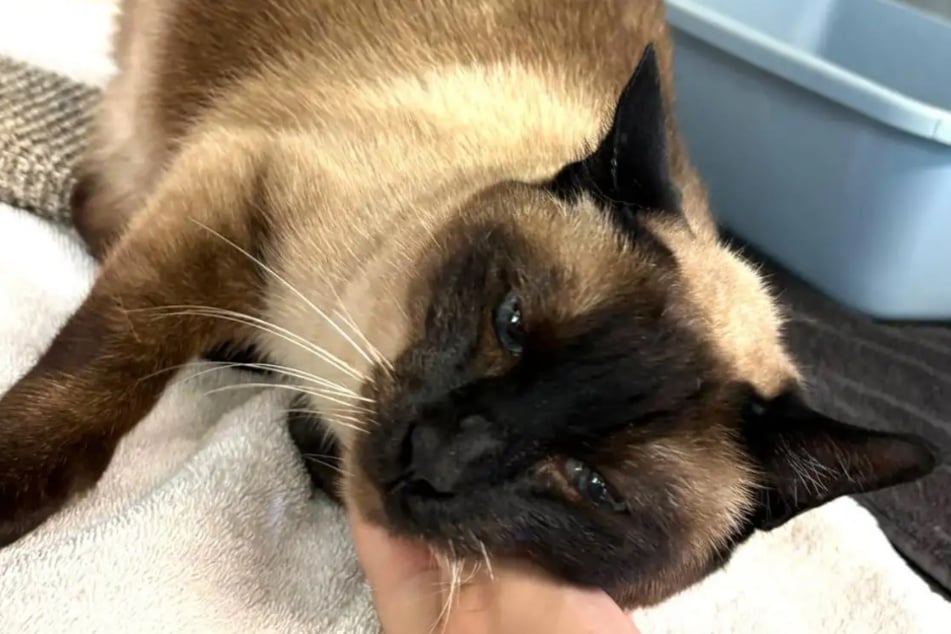 Siamkatze Maya aus dem Hamburger Tierheim sucht nach einem liebevollen Zuhause, in dem sie reichlich Streicheleinheiten bekommt.