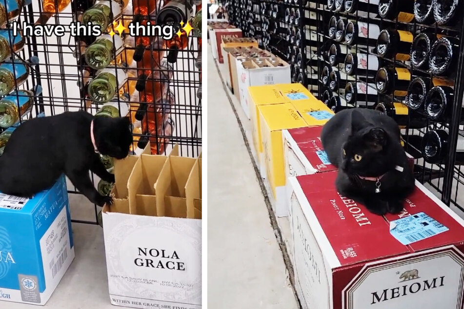 This rescue cat has a new home in the liquor store, and she's a great addition to the team!