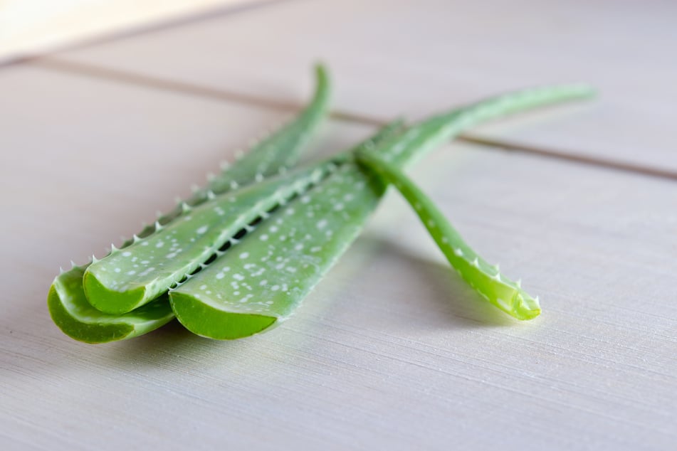 Mit Stecklingen Aloe vera vermehren? Mit Blatt ohne Wurzeln ist es nicht möglich.