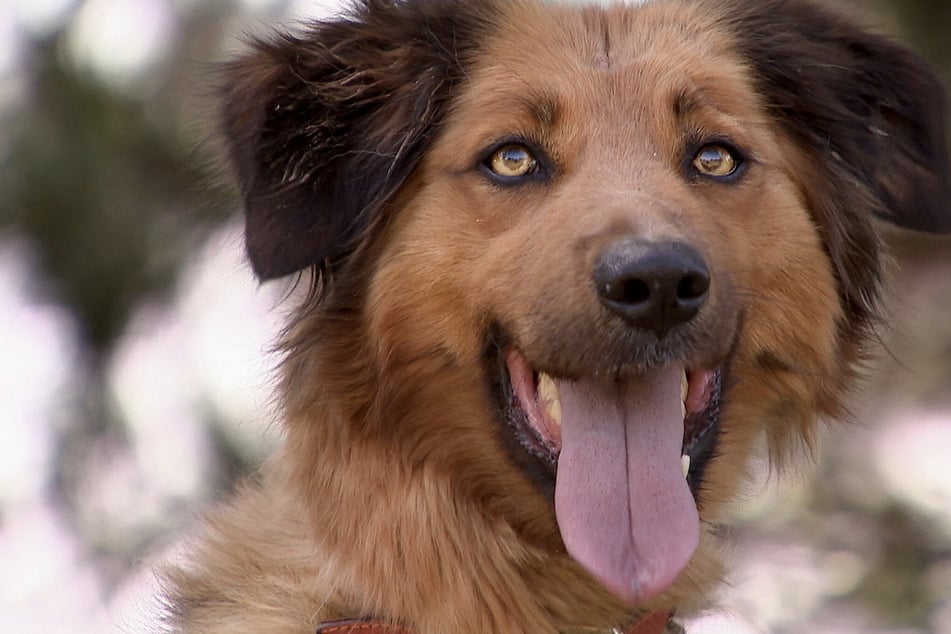 Schäferhund-Colliemischling Lisa lebte sechs Jahre in einem Zwinger. Sie braucht dringend die richtige Erziehung.