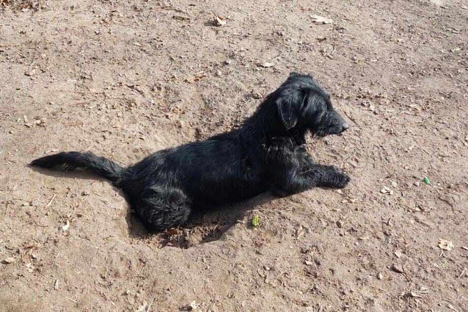 Der kleine Vierbeiner ist auf der Suche nach einem neuen Zuhause.