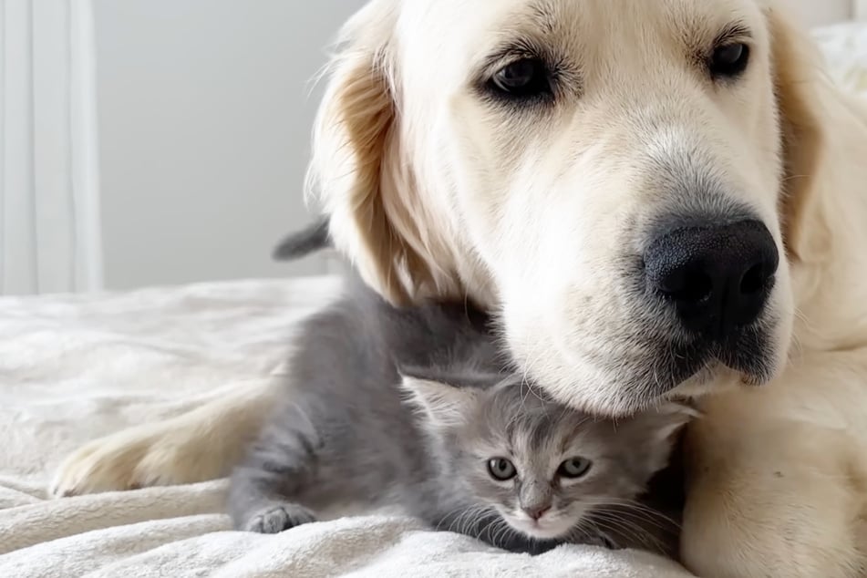 Golden Retriever Bailey and his cuddly cat buddy attempt to take the cutest afternoon nap.